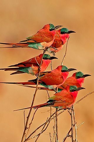 birds-of-a-feather